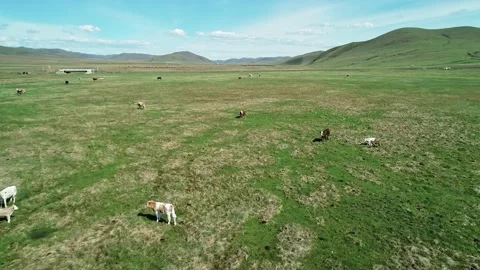 Aerial view of cows herding and slowly walking on green meadow. Beautiful sunny Stock Footage 187069995