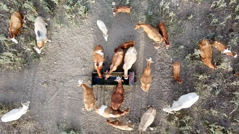 Aerial view of cows herding in the meadow 스톡 동영상 88485367