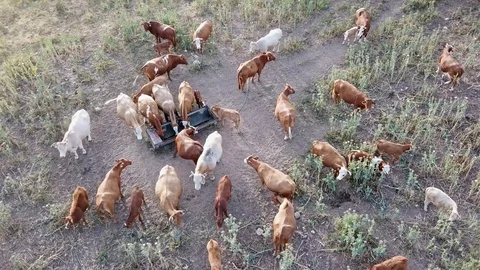 Aerial view of cows herding in the meadow Stock Footage 88485512