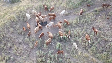 Aerial view of cows herding in the meadow 스톡 동영상 88485547