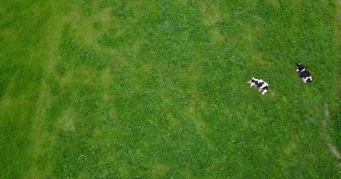 Aerial view of cows on meadow Stock Footage 87777513