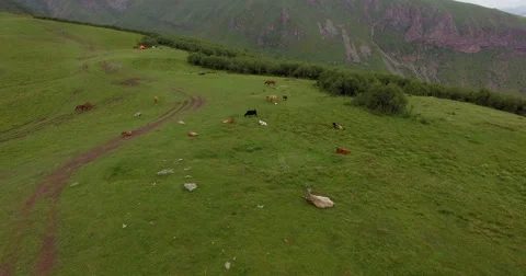 Aerial view of cows in mountain. Stock Footage 65996238