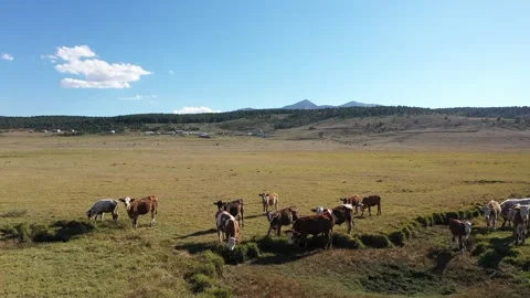 Aerial view of cows in open field in village Stock Footage 293944849