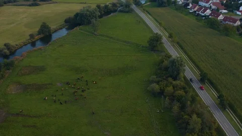 Aerial view of cows on a pasture. Video stock 119040802