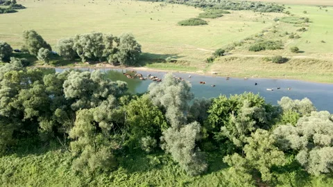 Aerial view of cows in river Stock Footage 165164560