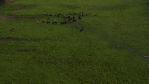 Aerial view of cows running around Video stock 119038591