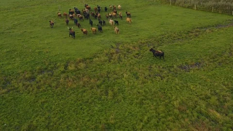 Aerial view of cows running around Stock Footage 119040896