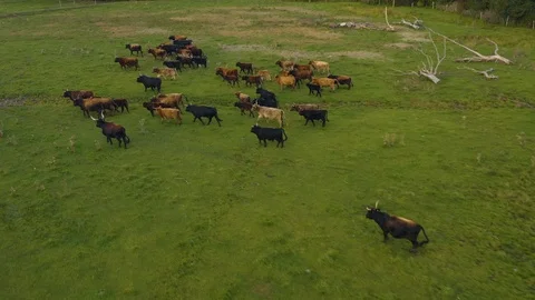 Aerial view of cows running around Video stock 119041704