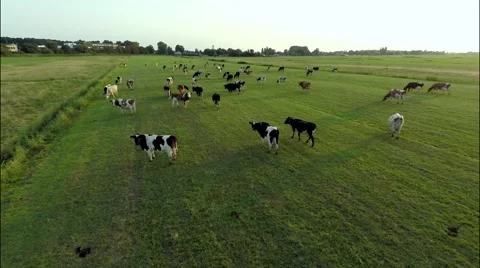 Aerial view of cows running in field Stock Footage 60696174