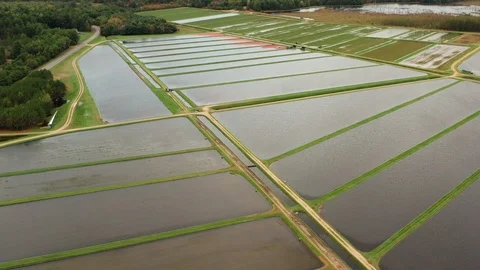 Aerial view of cranberry marsh in central Wisconsin. Vidéo 117545088