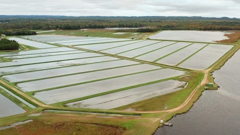 Aerial view of cranberry marsh in central Wisconsin. 動画素材 117546176