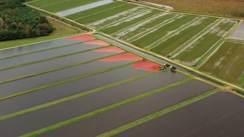 Aerial view of cranberry marsh in central Wisconsin. Stockbeeldmateriaal 117547662