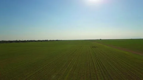 AERIAL - view of a crop coming down and sideways on field Stock Footage 64993919