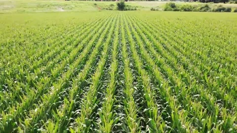 Aerial view  crop of a corn field Stock Footage 218639603