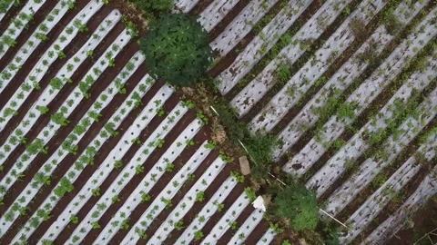Aerial View of Crop Field with Plastic Mulch Stock Footage 280096079