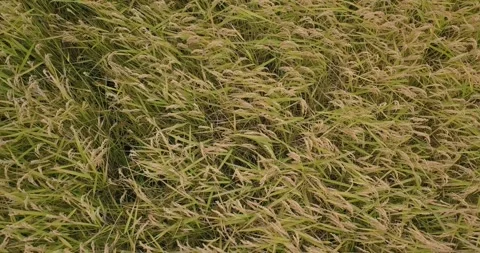 Aerial view of crop fields Stock Footage 257251891