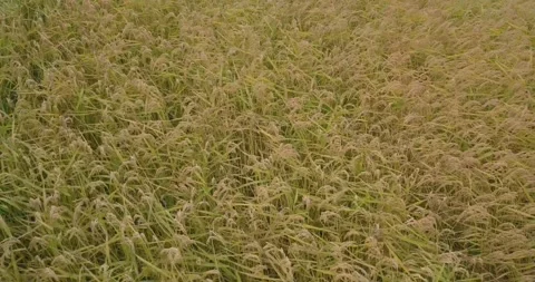 Aerial view of crop fields Stock Footage 257251914