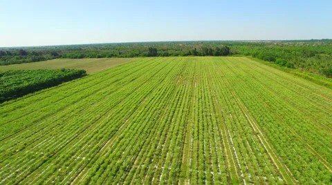 AERIAL - view of crop. Stock Footage 64993939
