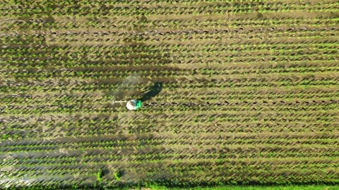 Aerial view of crops being sprayed in field, Indonesia. Stock Footage 314107029