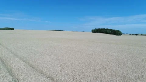 Aerial view of crops field in Österlen, Sweden (4) Stock Footage 164096533