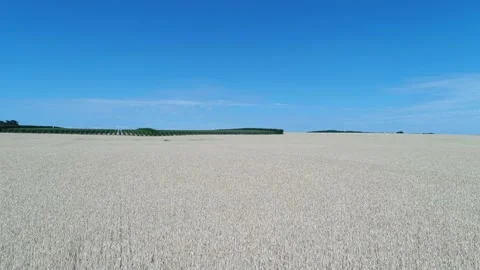 Aerial view of crops field in Österlen, Sweden (7) Stock Footage 164096836