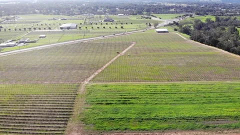 Aerial View of a Crops Stock Footage 140895180