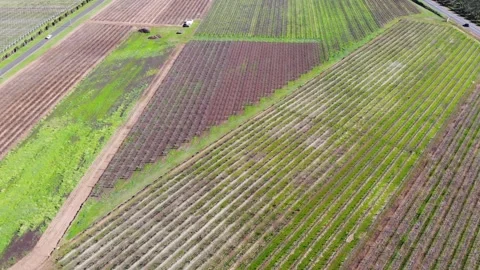 Aerial View of a Crops Stock Footage 140908228