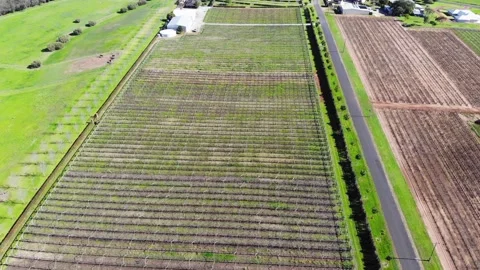 Aerial View of a Crops Stock Footage 140916286