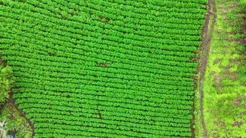 Aerial view of crops Stock Footage 300609099