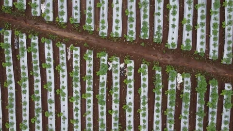 Aerial View of Crops with Plastic Mulch Stock Footage 280096058
