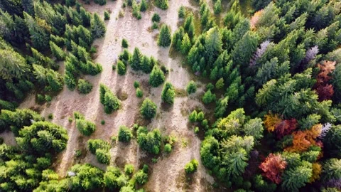 Aerial view of the crown of trees, coniferous autumn forest with meadows Stock-Footage 297206961