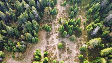 Aerial view of the crown of trees, coniferous autumn forest with meadows Stock-Footage 297207756