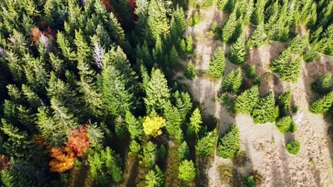 Aerial view of the crown of trees, coniferous autumn forest with meadows Stock-Footage 297207789