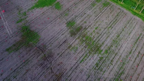 Aerial View Of Cultivated Agricultural Fields. Drone flying above crops in .. Stock Footage 314335280