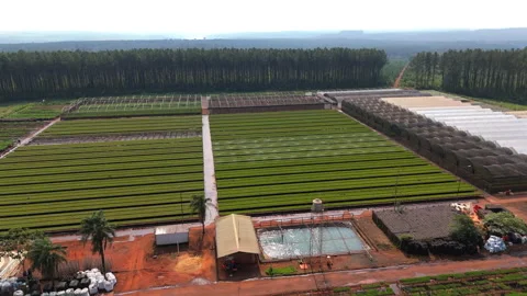 Aerial view of cultivated fields bordered by pine and eucalyptus tree nursery Stock Footage 302886657
