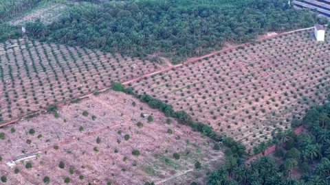 Aerial view of cultivated fields contrasting with untouched forest 库存影片 337543802