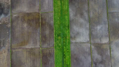 Aerial view of Cultivation trees and rice planting in outdoor nursery. Vídeos de archivo 201420134