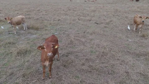 Aerial view of a curious young brown cow looking up at the camera while standing Vídeo Stock 337885250