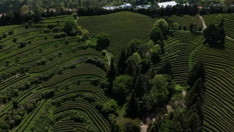 Aerial View of Curved Terraced Fields and Trees on Hillside in South Korea 動画素材 325656223