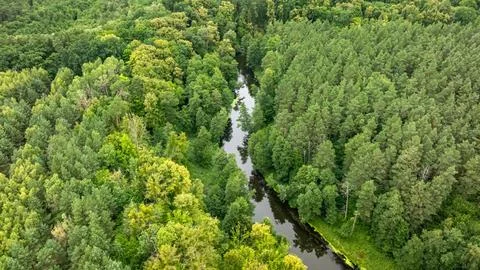 Aerial view of curvy river winding through green forest, Poland. Stock Photos