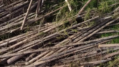 Aerial view of cut logs Stock-Footage 228920401