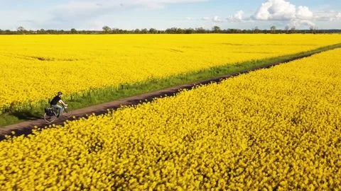 Aerial view of a cyclist in between sunny canola fields Video stock 154349723