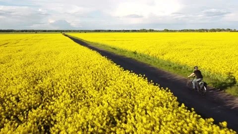 Aerial view of a cyclist riding in between two canola fields Video stock 154349581