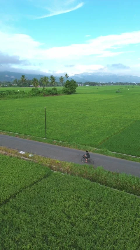 Aerial View of Cyclist on Road Through Rice Fields Stock Footage 310492932