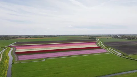 Aerial view of cyclists weaving through striped tulip fields in the Netherlands Stock Footage 313166217