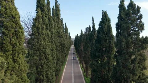 Aerial View of Cypress-Lined Road in Marathon Greece Vídeo Stock 339398867
