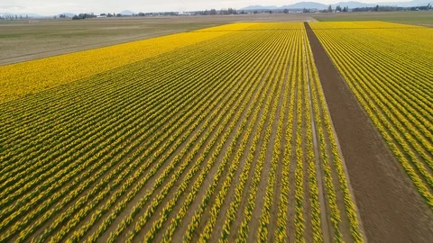 Aerial View of Daffodils Stock Footage 91187999