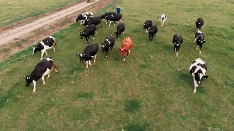  Aerial view of dairy cows herd on meadows. Drone top view of cows herd grazing  Stock Footage
