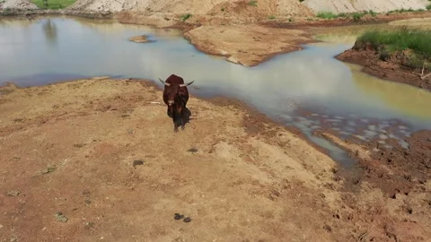 Aerial view of dam, cows grazing at the edge, near water, african village, .. Video stock 305495535
