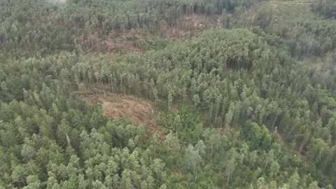 Aerial view of the damage after tornado in a German forest Video stock 313765043